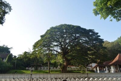 Kandy Full-Day Tour - Kandyan Art Association + Rooftop Lunch: Where the Day Calms Down