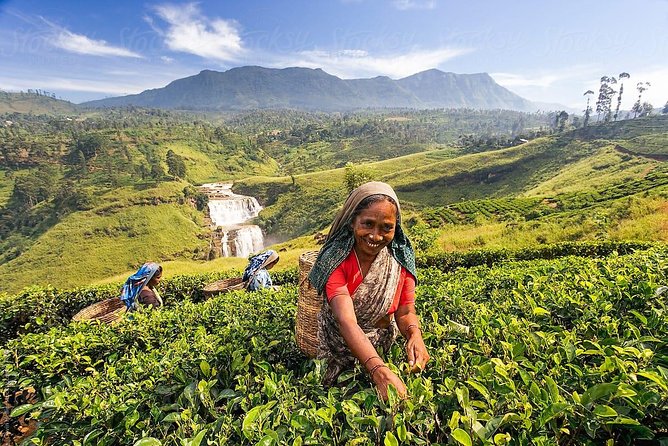 Kandy & Nuwara Eliya | 2 Days Tour - Temple of the Sacred Tooth Relic: UNESCO, Painted Halls, and Golden Details