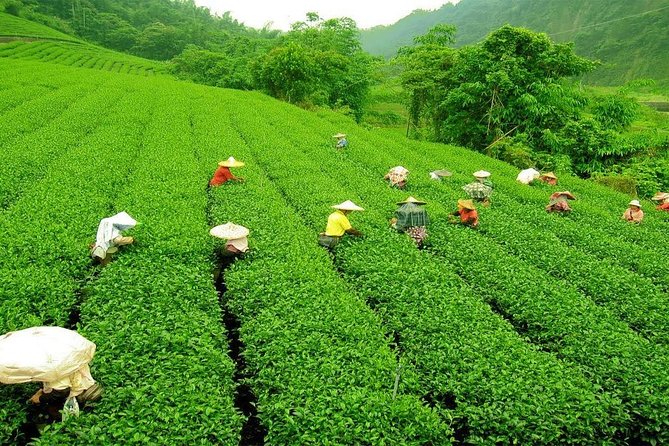 Kandy & Nuwara Eliya | 2 Days Tour - Day 2 to Nuwara Eliya: Tea Country Views and a British-Colonial Feeling