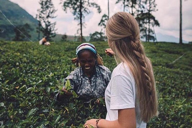 Kandy & Nuwara Eliya | 2 Days Tour - Meeting at 8:00 AM and Getting Moving Without Headaches