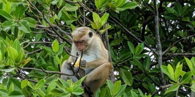 Lagoon Tour to Monkey Island in Negombo - Your 2-Hour Lagoon Boat Ride Across Negombo
