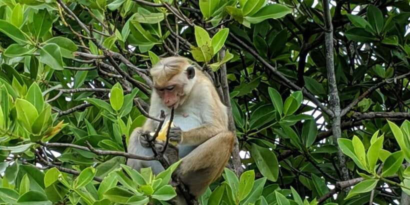 Lagoon Tour to Monkey Island in Negombo - Your 2-Hour Lagoon Boat Ride Across Negombo