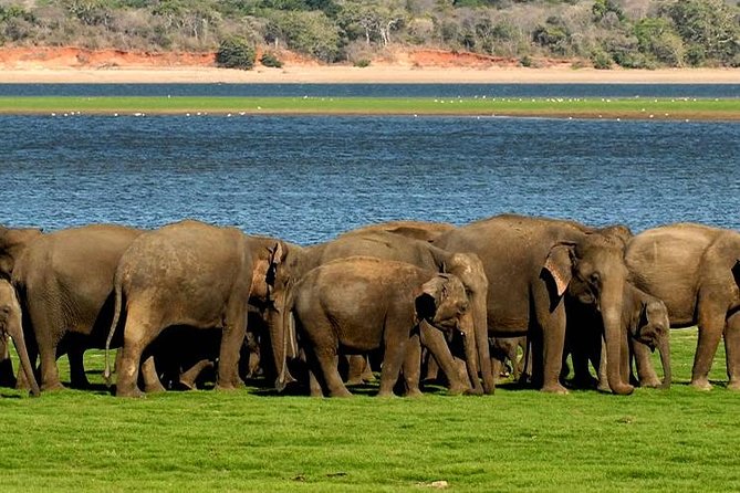 Minneriya Elephant Safari wth Sigiriya & Dambulla Cave Temples Full Day Tour - What the Day Feels Like in Real Life (Pace, Breaks, and Comfort)