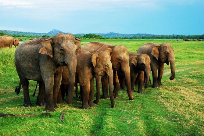 Minneriya Elephant Safari wth Sigiriya Lion Rock from Colombo - Leaving Colombo Early: How the Day Actually Works