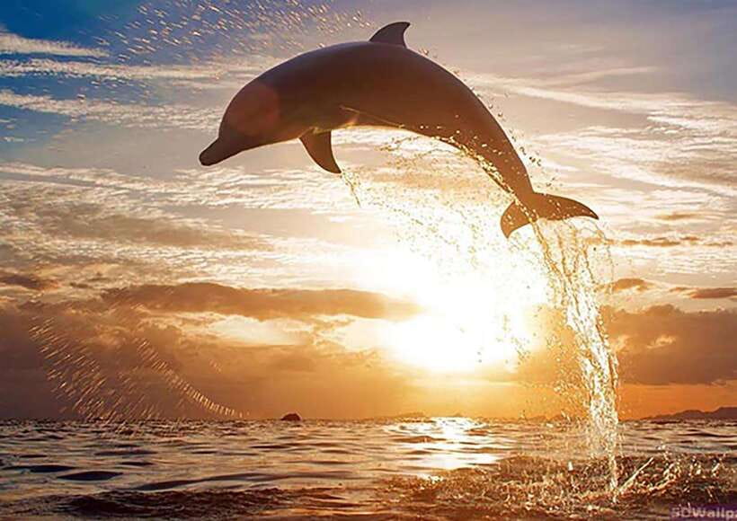 Mirissa Whale Watching, Tour A Once-in-a-Lifetime Experience - Mirissa’s Whale-Watching Window: Why November to April Is the Real Deal