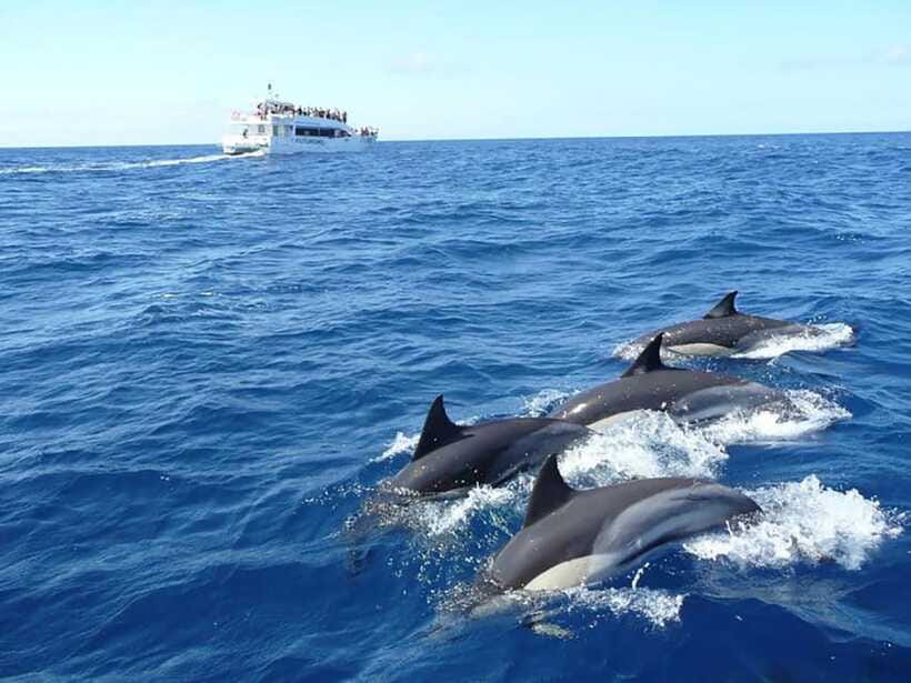 Mirissa Whale Watching, Tour A Once-in-a-Lifetime Experience - Price and Value: Is $64 Reasonable for a 3.5-Hour Whale Trip?