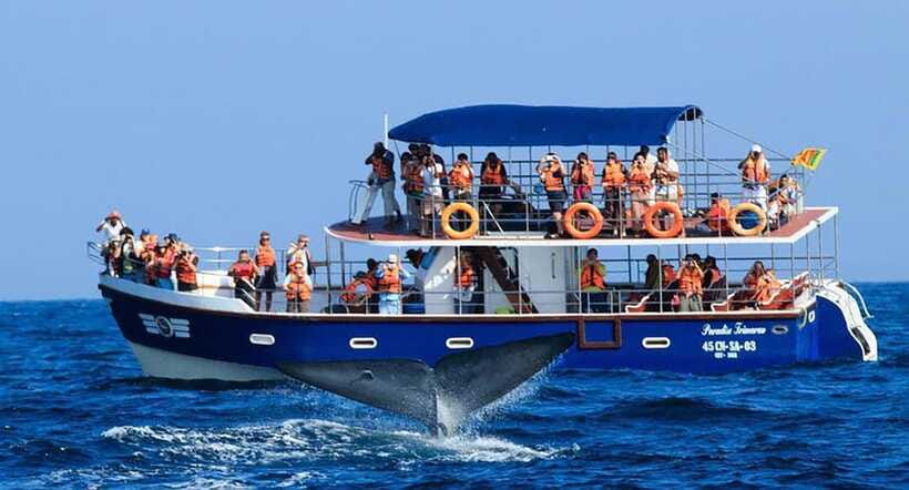 Mirissa Whale Watching, Tour A Once-in-a-Lifetime Experience - Where Mirissa Fits In: More Than Just the Boat Ride