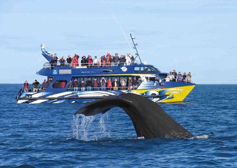 Mirissa Whale Watching, Tour A Once-in-a-Lifetime Experience - Should You Book Mirissa Whale Watching Now?