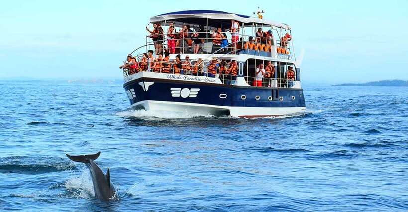 Mirissa Whale Watching, Tour A Once-in-a-Lifetime Experience - What You’ll Actually Look For: Blue Whales, Sperm Whales, and Dolphins