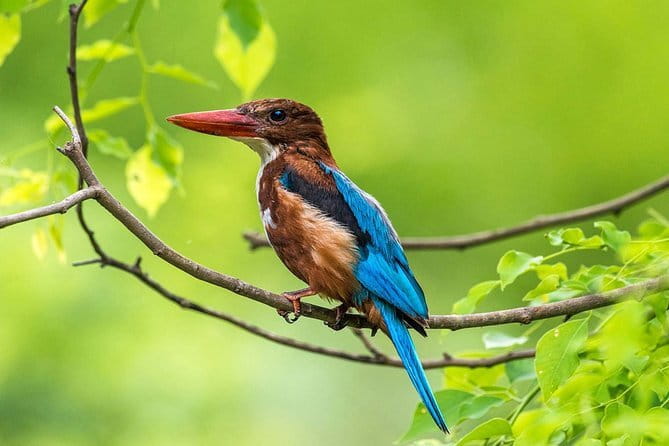 Muthurajawela Bird Watching Tour From Colombo & Negombo - Key highlights you’ll actually care about
