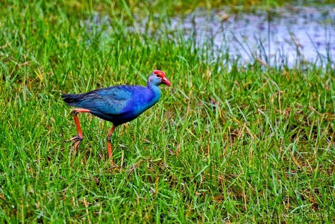 Muthurajawela Bird Watching Tour from Negombo / Colombo - Price and Value: What $40 Gets You (And What It Avoids)