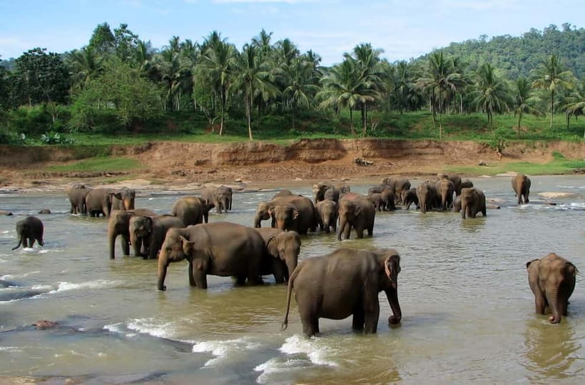 Negombo: Kandy and Pinnawala Elephant Orphanage Day Tour - Key highlights worth planning around