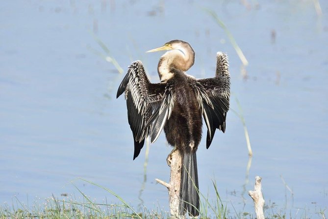 Negombo Lagoon Boat Safari From Negombo - Why Negombo Lagoon beats a quick city stroll