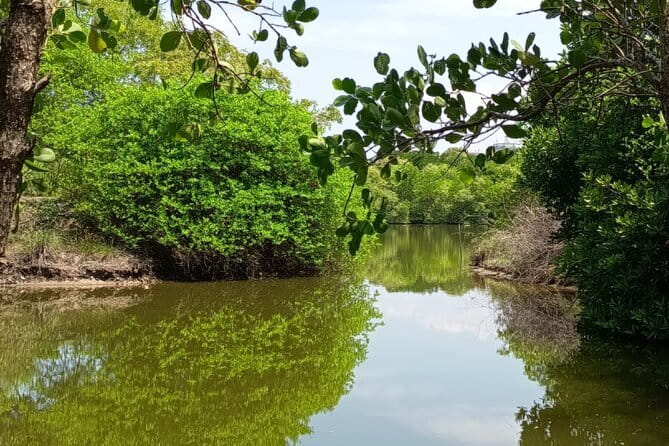 Negombo Lagoon Boat Safari Hotel Pickup(Monkey,Mangrove) - The monkey and sand-bank snack moment you’ll actually remember