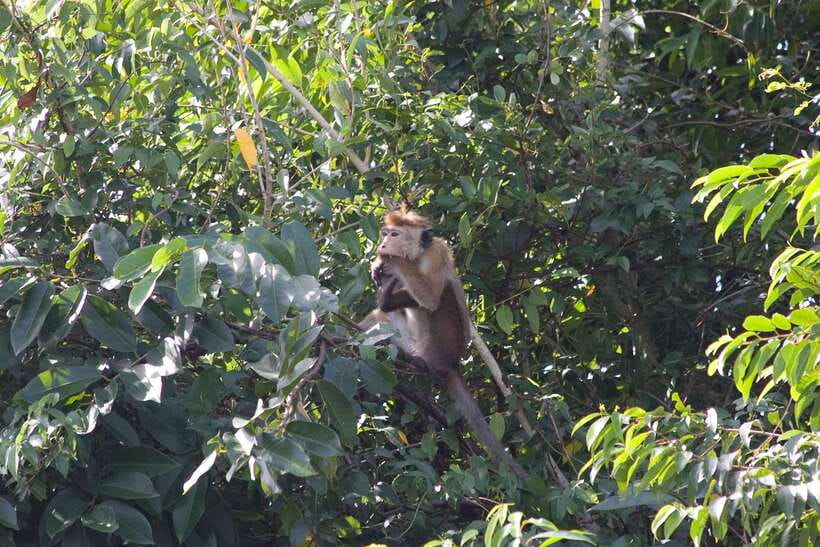 Negombo Lagoon (Mangrove ) Boat Excursion - Before you go: practical checklist and health requirements