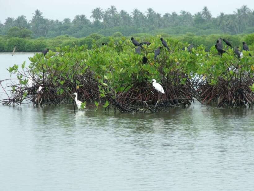 Negombo Lagoon (Mangrove ) Boat Excursion - Getting to Negombo Lagoon: tuk-tuk, Dutch Canal, and a calm start