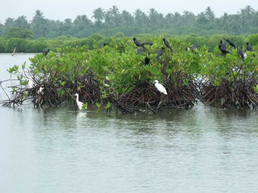 Negombo Lagoon (Mangrove ) Boat Excursion - Timing, tides, and what you can realistically spot