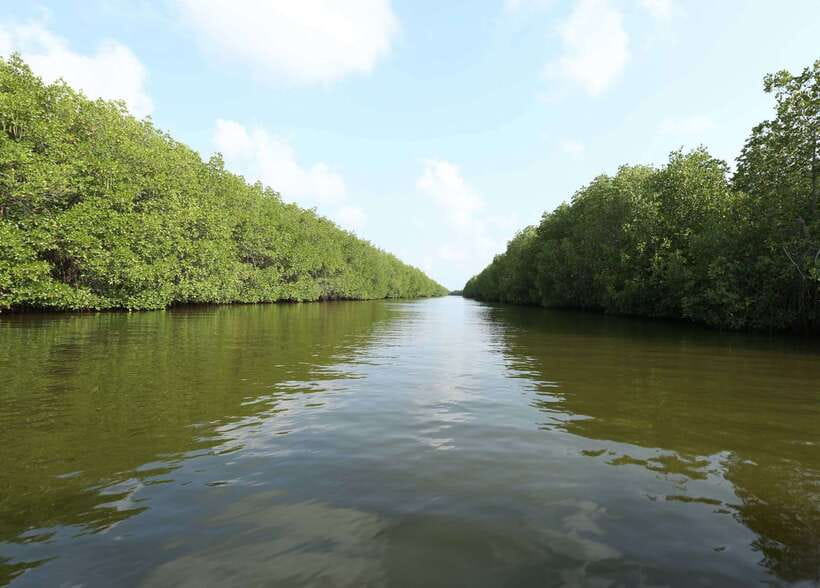 Negombo Lagoon (Mangrove ) Boat Excursion - Who this mangrove excursion suits best (and who should skip it)