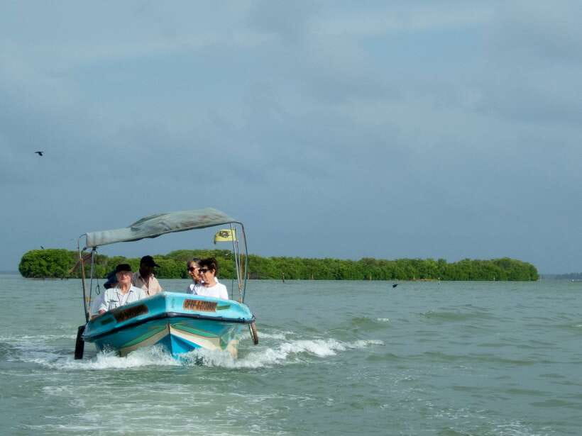 Negombo Lagoon (Mangrove ) Boat Excursion - On the water in the mangroves: fishermen nets, waders, and bird spotting