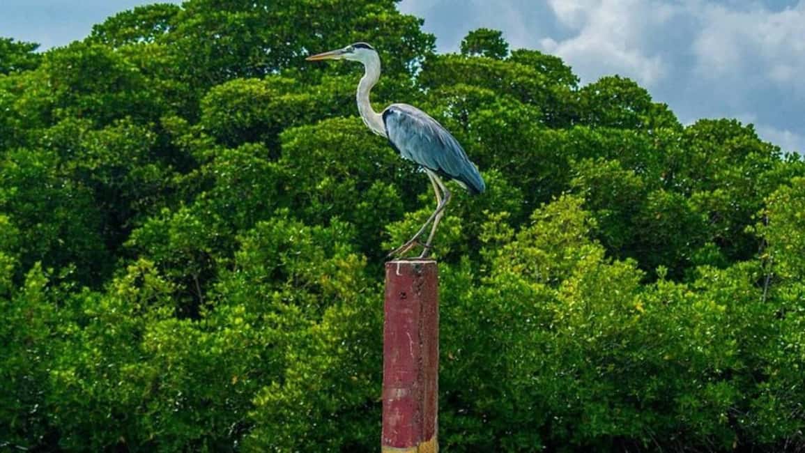 Negombo Private Tour: Market, Temples & Canal - The Negombo Fish Market: Where the Coastal Economy Is Visible