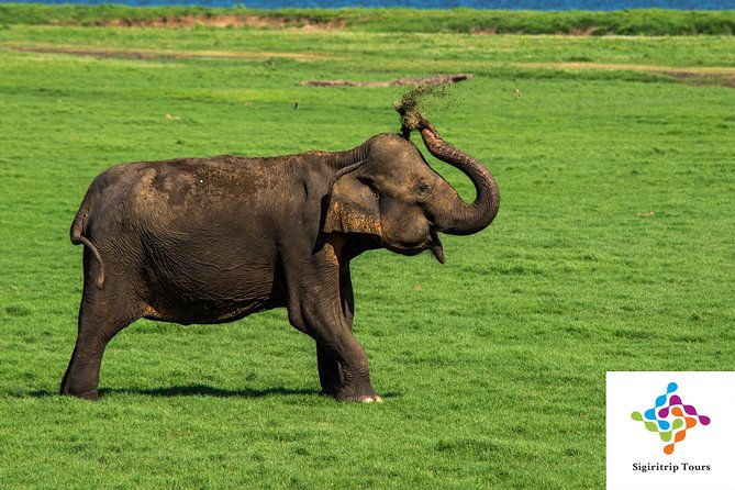 Personal Driver For Your Two Weeks Round Tour In Sri Lanka - Kaudulla, Wilpattu, Polonnaruwa, and Anuradhapura: the ancient kingdom stretch