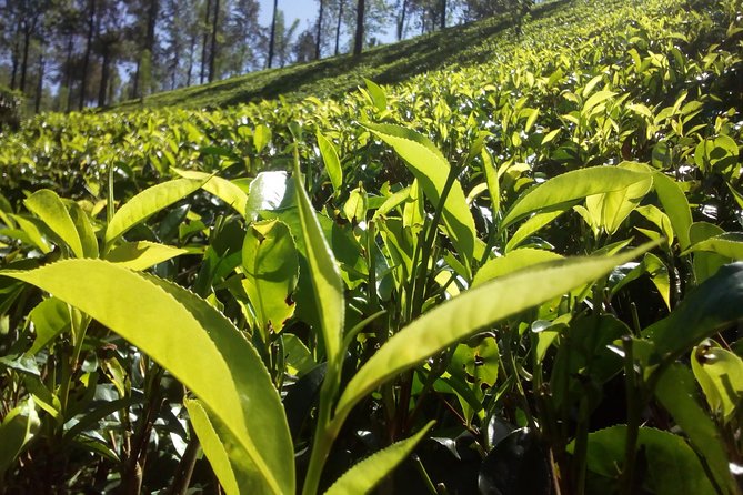 Private Day trip Kandy & pinnawala with your selected attractions - Entering the Temple of the Sacred Tooth Relic in Real Life