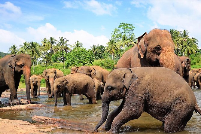 Private Day Trip to Sigiriya, cave and National park Safari Tour - Private vehicle reality: comfort helps, but check the car size