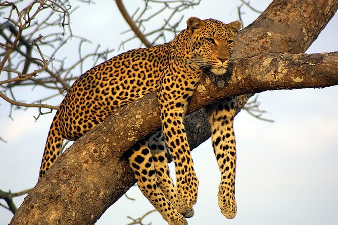 Private Day Trip to Yala National Park from Colombo - A 12-to-15-hour private run from Colombo to Yala