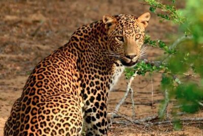 Private Day Trip to Yala National Park from Colombo - Galle Dutch Fort: a classic stop that breaks up the drive