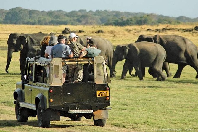 Private Trip to Sigiriya, Dambulla & safari from Colombo/ Negombo - Minneriya National Park: the elephant safari payoff