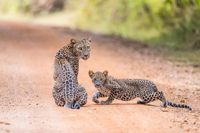 Safari at Wilpattu National Park from Negombo (All inclusive day tour) - Why a 5:00 am Wilpattu Safari Works So Well from Negombo
