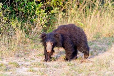 Safari at Wilpattu National Park from Negombo (All inclusive day tour) - Private Pickup, A/C Transfer, and a Long Day That’s Still Manageable