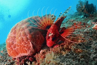 Scuba Diving For Beginners - What Makes This Experience Work for First-Timers