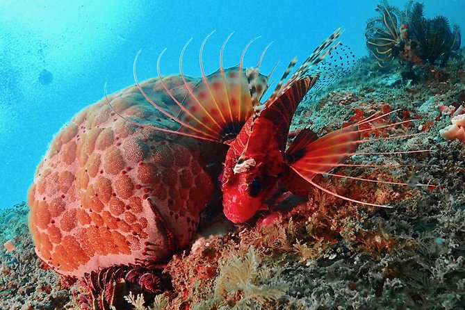 Scuba Diving For Beginners - What Makes This Experience Work for First-Timers