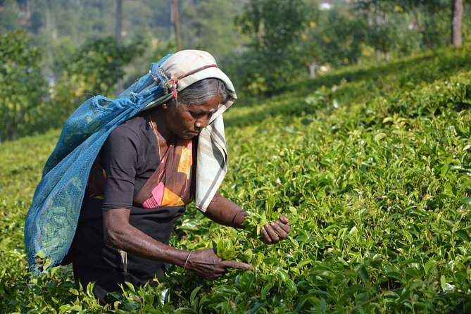 Shore Excursion From Colombo port to Ingiriya Tea Plantation & back for 2 People - From Colombo Port To Ingiriya: How the Pickup Really Feels