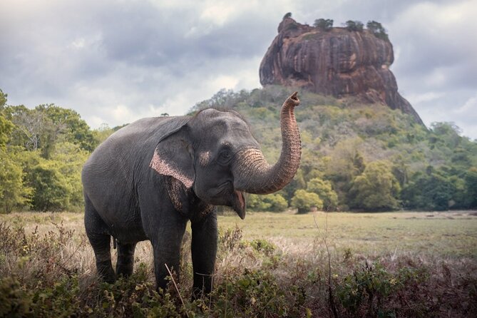 Sigiriya and Dambulla Cave Temple Private Day Trip From Bentota - Sigiriya Rock Fortress sunrise: why the early start is worth it