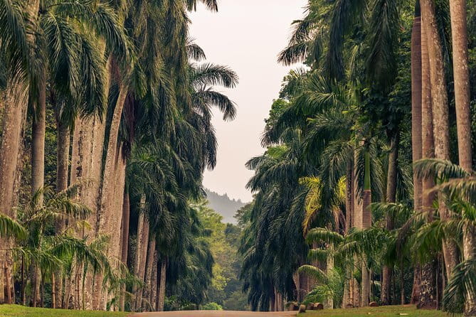 Sigiriya and Dambulla Private Full-Day Guided Tour - Stop 4: Minneriya National Park for elephants and birds