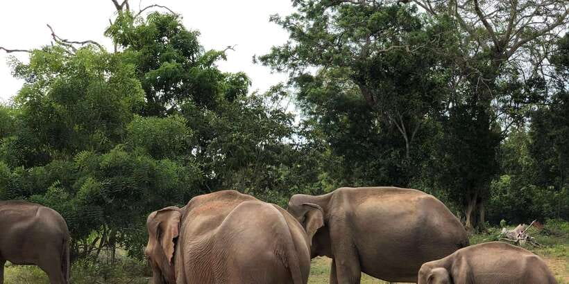 Sigiriya and Dambulla Private Full-Day Tour - Fortress time, lunch break, and local food tasting