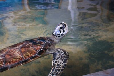 Southern Sri Lanka Sightseeing Day Trip From Colombo & Negombo - Madu River Mangrove Safari: Fish Foot Massage and Real Wildlife Time