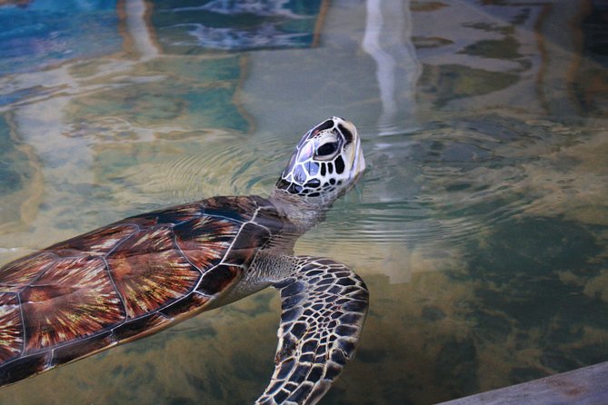 Southern Sri Lanka Sightseeing Day Trip From Colombo & Negombo - Madu River Mangrove Safari: Fish Foot Massage and Real Wildlife Time