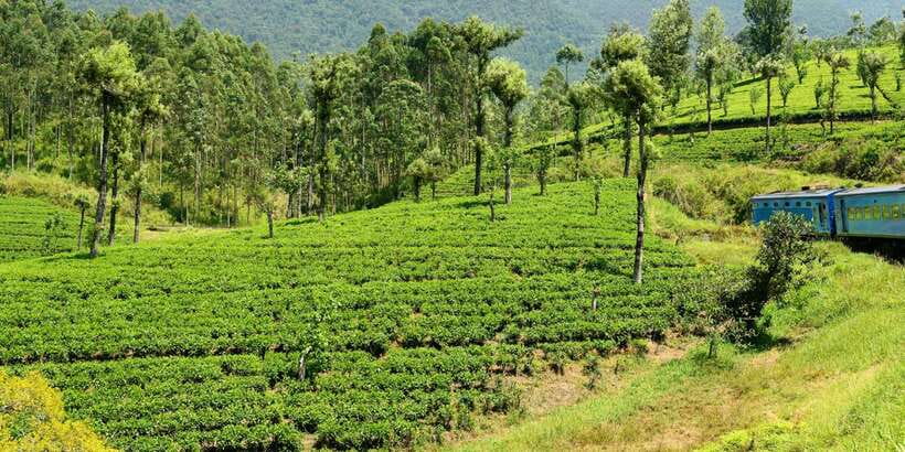 Sri Lanka: 2-Day wildlife tour; rainforest and National park - Udawalawe Off-Road Jeep Safari: Elephants and Crocodiles With Real Odds