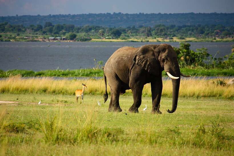 Sri Lanka Cultural Triangle Private 2-Day Tour+Wildlife Tour - Day 1: Dambulla Golden Cave, Sigiriya fortress, then Minneriya elephants