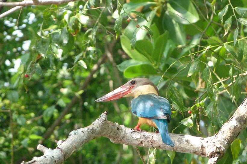 Sri Lanka Green Bless- 2-day Private Trip To Enjoy Nature - Sinharaja Rainforest Trek: From Leaves to Living Things