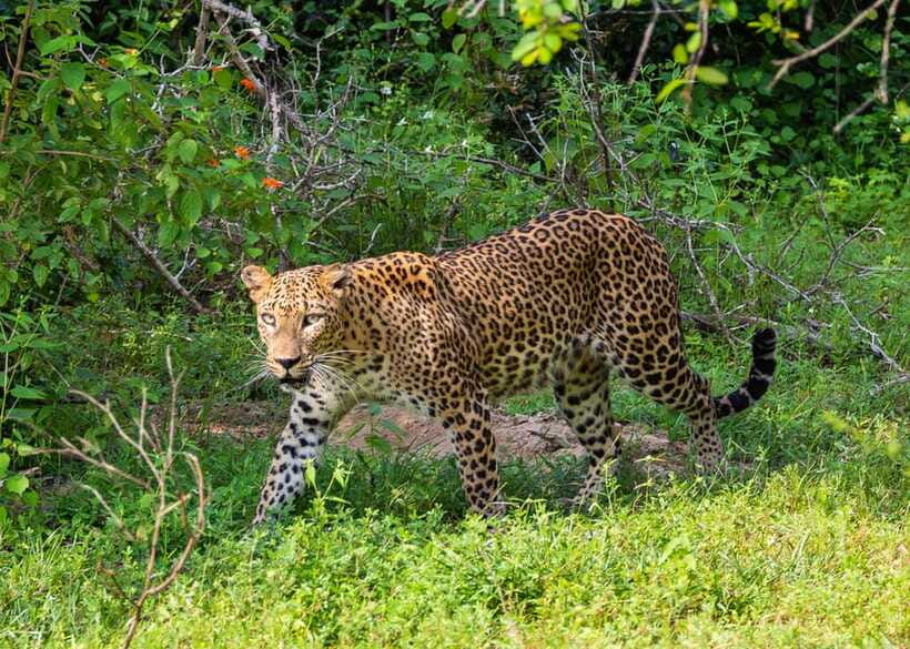 Sri Lanka Green Bless- 2-day Private Trip To Enjoy Nature - Early Yala Safari: Leopard Country With a Chance for Black Panther