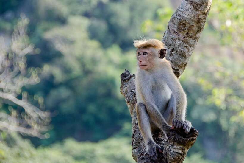 Sri Lanka Green Bless- 2-day Private Trip To Enjoy Nature - The Real Cost: What $298 Covers (and What It Doesn’t)