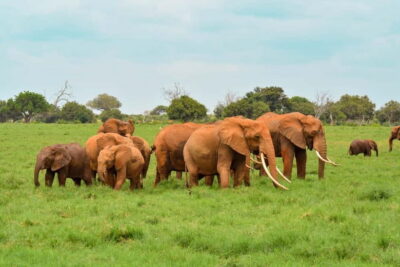 Sri Lanka Nature, culture, history and wildlife in 4 days - Sigiriya and Dambulla before the Minneriya safari: old-world views meet wildlife time