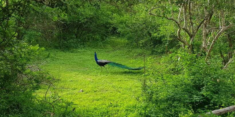 Sri Lanka Nature, culture, history and wildlife in 4 days - Dress code and do-not-wear rules: the practical stuff that can trip you up