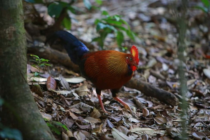 Sri Lanka Nature, culture, history and wildlife in 4 days - The guide and the pace: why the experience can feel relaxing (or a bit tense)