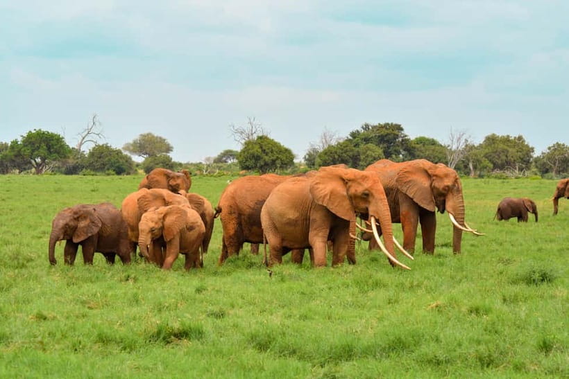 Sri Lanka Nature, culture, history and wildlife in 4 days - Sigiriya and Dambulla before the Minneriya safari: old-world views meet wildlife time