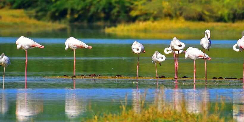 Sri Lanka Private Galle Tour: stilt fisherman, Galle Fort... - Madu River Ramsar Wetland Cruise: Mangroves, Birds, and Stilt Fishermen